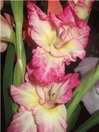 602b6940-Picture 003.jpg